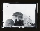 Rhodocollybia maculata image