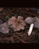 Tricholoma acre image