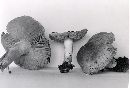 Tricholoma aestuans image