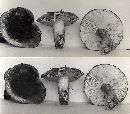 Tricholoma albobrunneum image