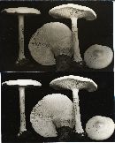 Tricholoma alboflavidum image