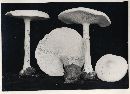 Tricholoma alboflavidum image