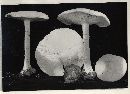 Tricholoma alboflavidum image