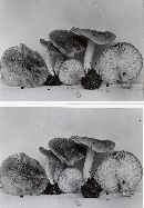 Tricholoma argyraceum image