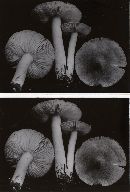 Tricholoma argyraceum image