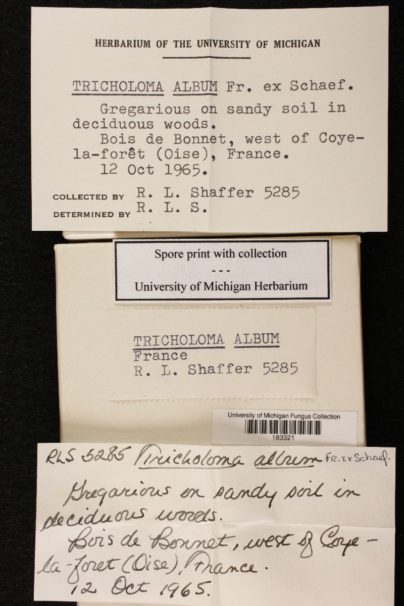 Tricholoma album image