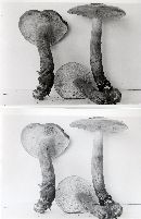 Tricholoma albobrunneum image