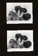 Tricholoma atroviolaceum image