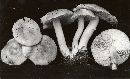 Tricholoma argyraceum image