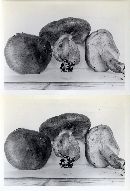 Tricholoma aurantium image