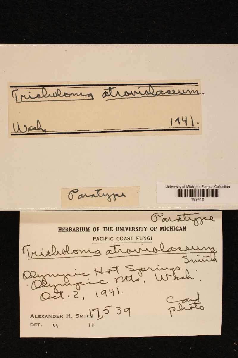 Tricholoma atroviolaceum image
