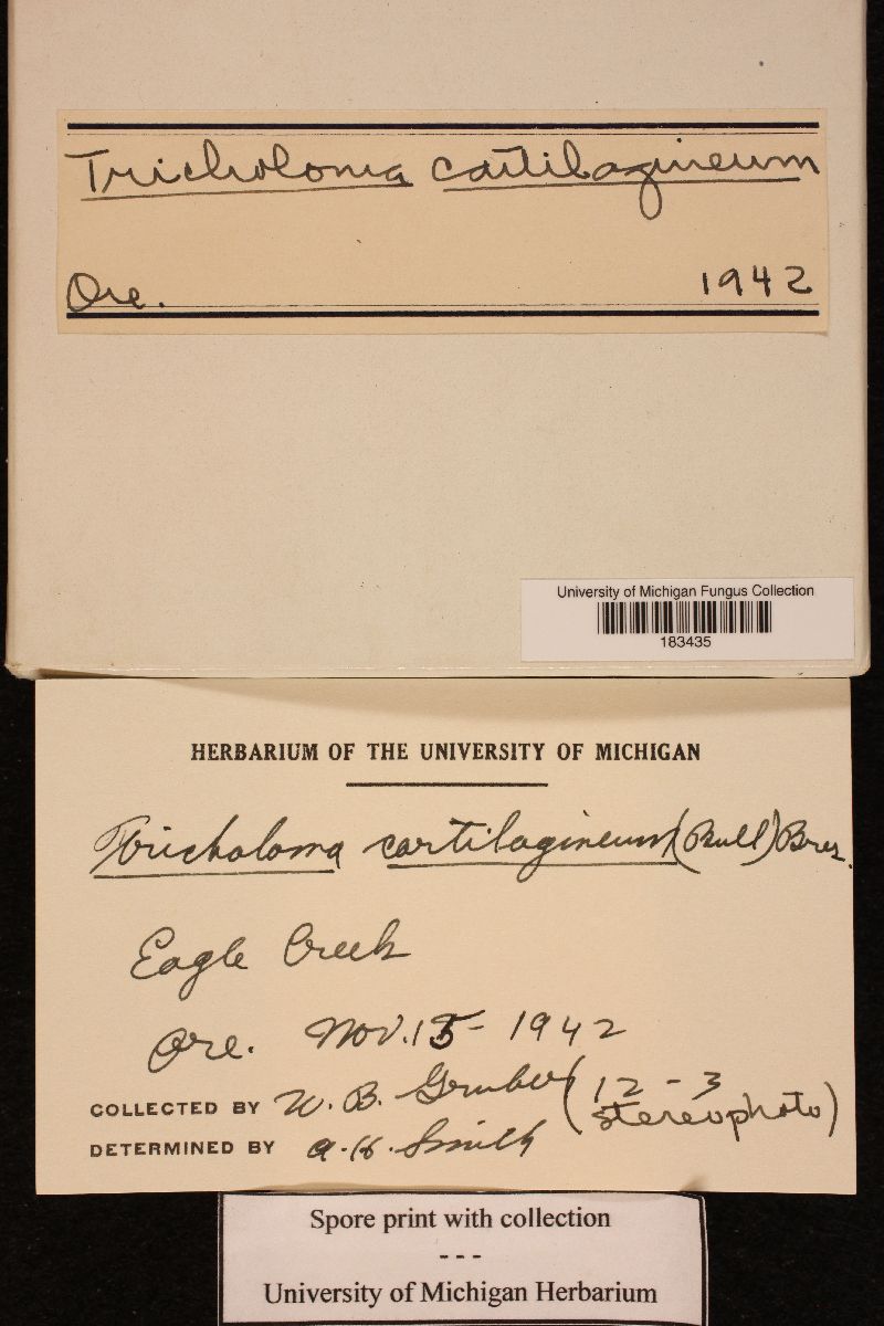 Tricholoma cartilagineum image