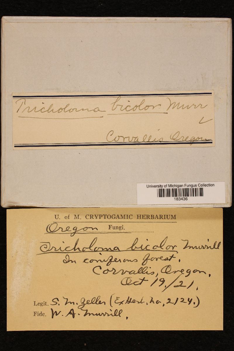 Tricholoma bicolor image