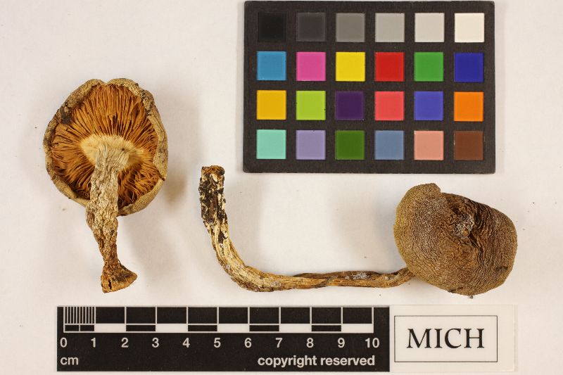 Tricholoma avellaneifolium image