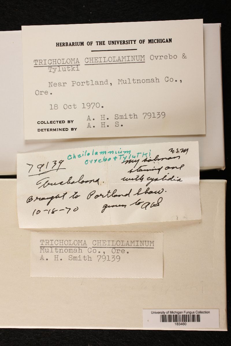 Tricholoma cheilolaminum image