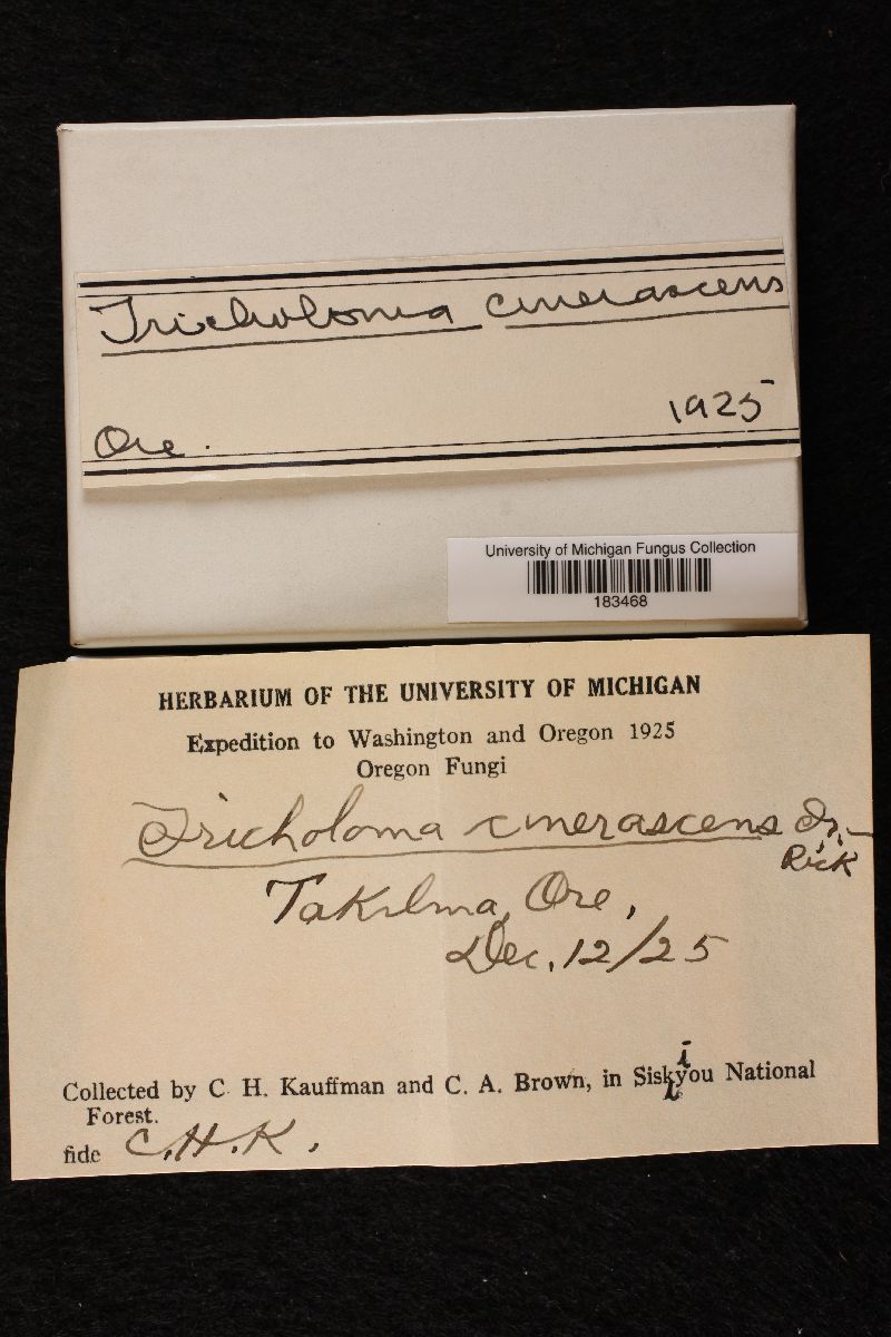 Tricholoma cinerascens image