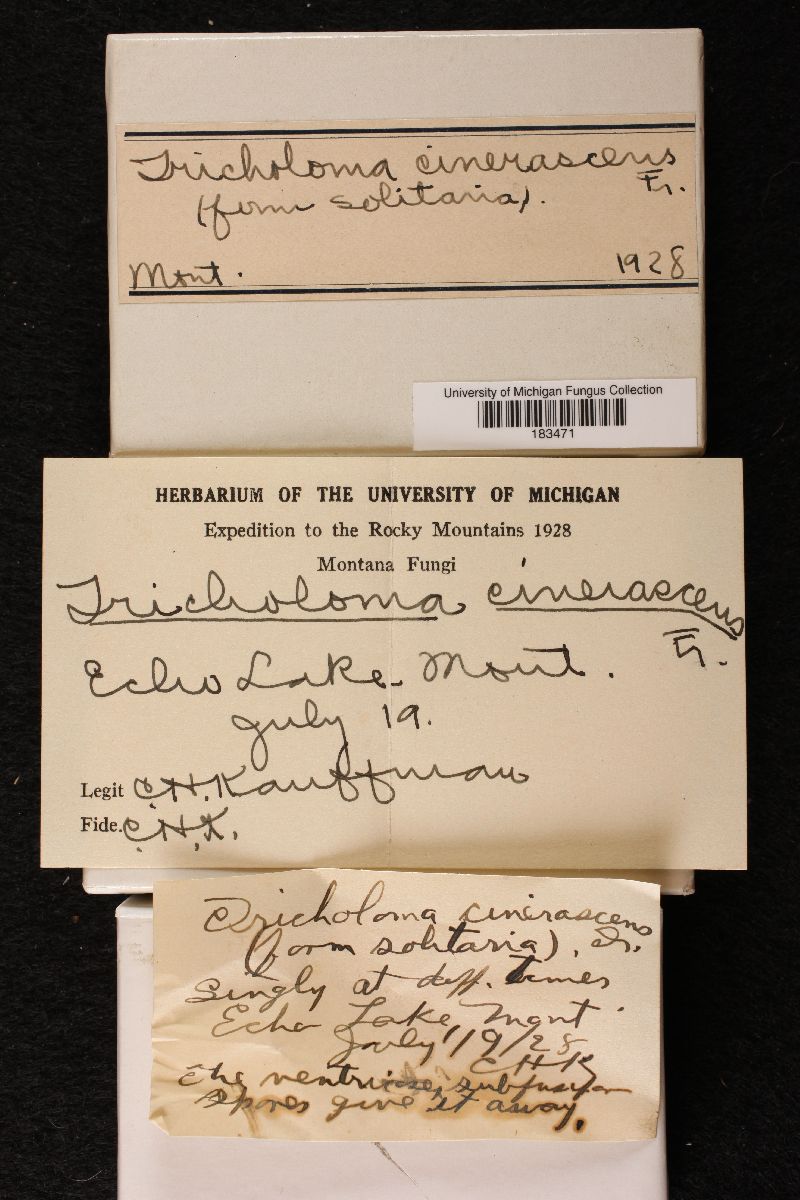 Tricholoma cinerascens image