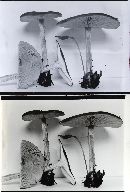 Melanoleuca cognata var. cognata image