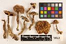 Tricholoma fulvum image