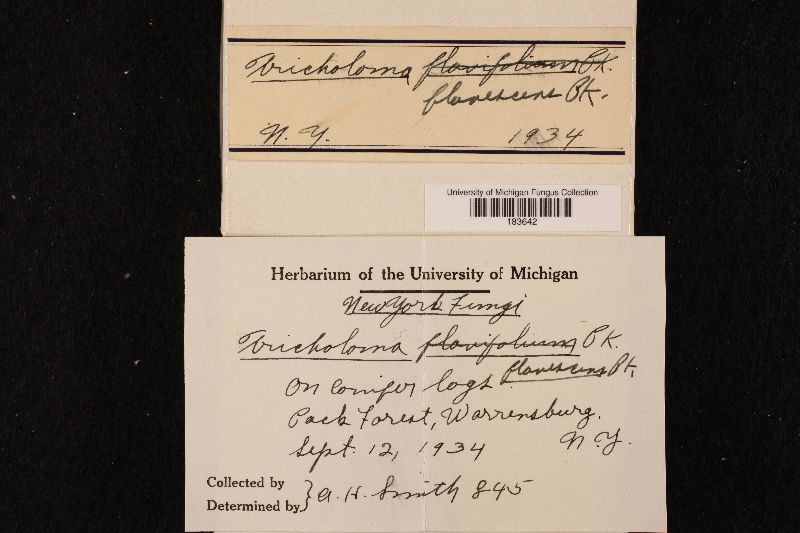 Tricholoma flavescens image