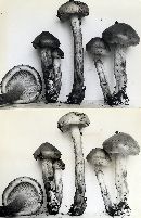 Tricholoma fulvum image