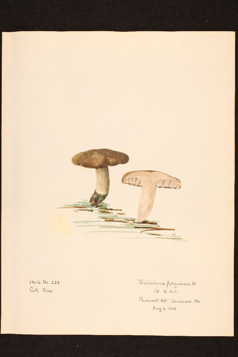 Tricholoma fuligineum image