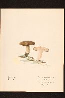 Image of Tricholoma fuligineum