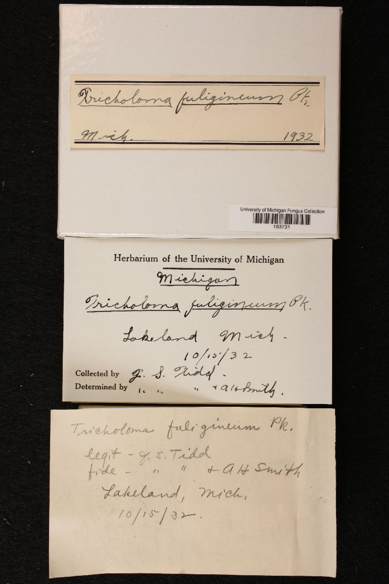 Tricholoma fuligineum image