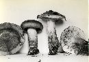 Tricholoma fulvum image