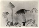 Tricholoma fumosoluteum image