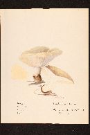 Tricholoma fumosellum image