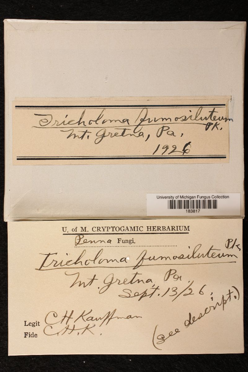 Tricholoma fumosoluteum image