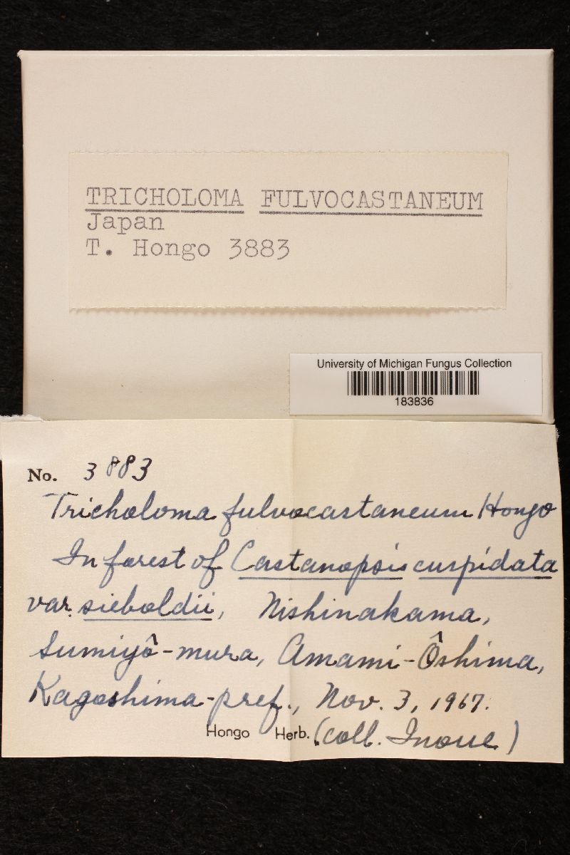 Tricholoma fulvocastaneum image