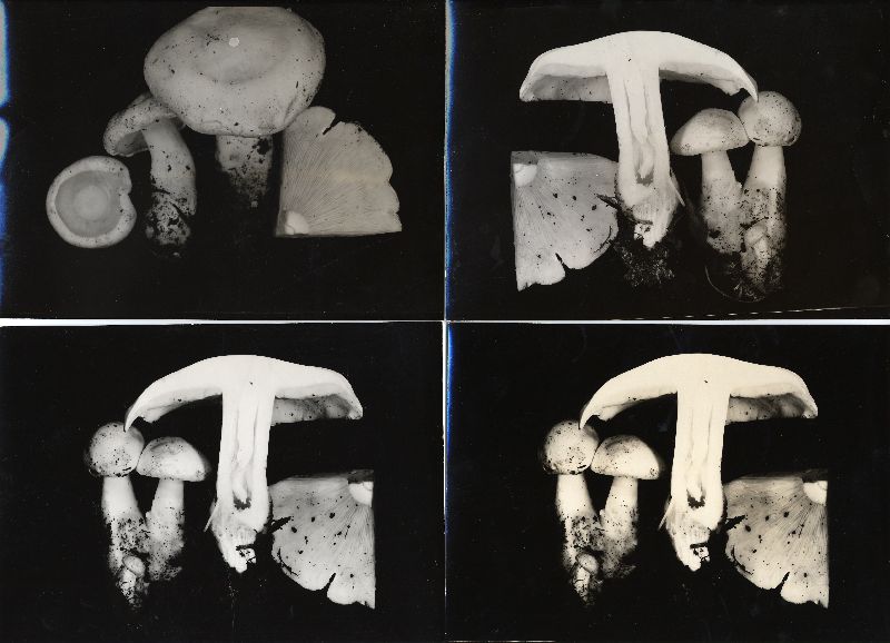 Tricholoma impolitum image