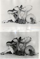 Rugosomyces ionides image