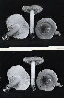 Tricholoma leucophyllum image