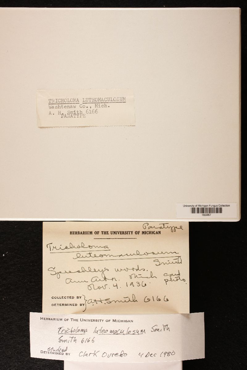 Tricholoma luteomaculosum image