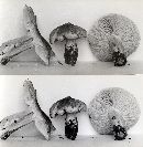 Tricholoma luteomaculosum image