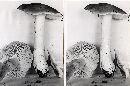 Tricholoma marquettense image