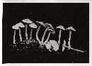 Tricholoma microsporum image