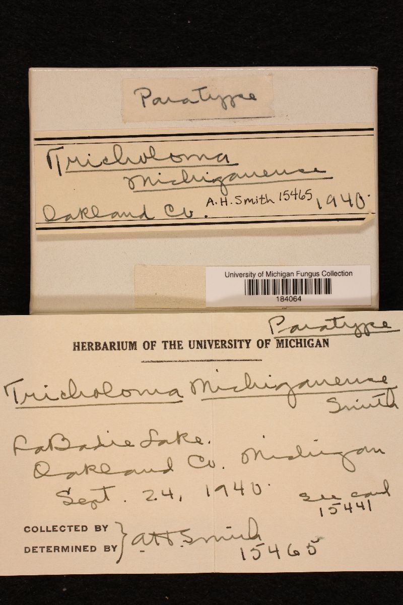 Tricholoma michiganense image