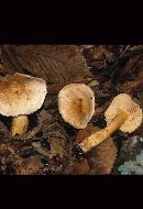 Tricholoma odorum image