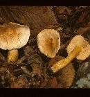 Tricholoma odorum image