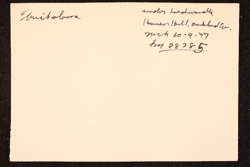Tricholoma olivaceobrunneum image