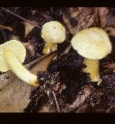 Tricholoma odorum image