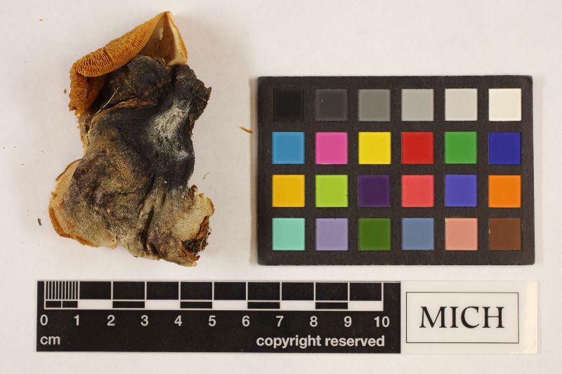 Tricholoma panaeolum var. caespitosum image