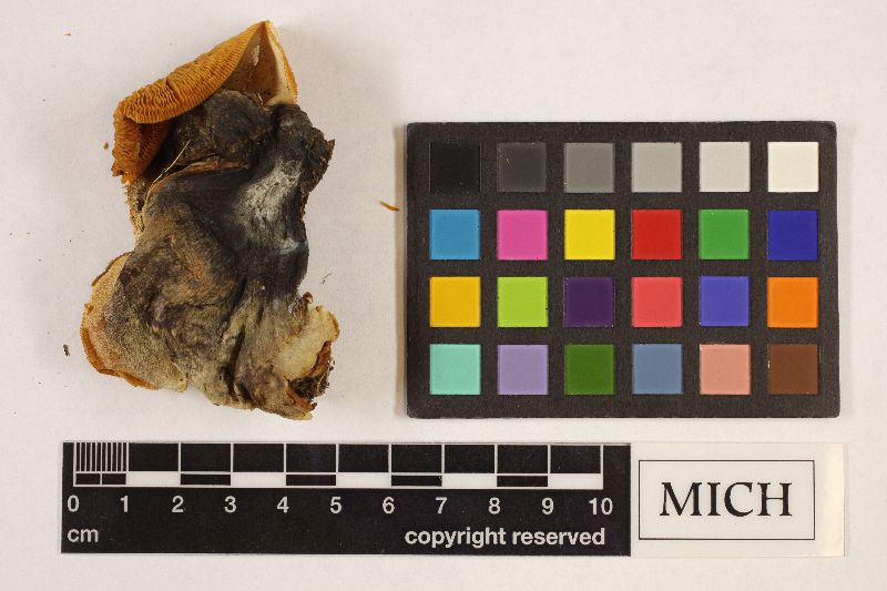 Tricholoma panaeolum var. caespitosum image