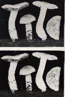 Tricholoma pardinum image