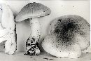 Tricholoma pardinum image