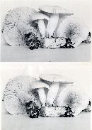 Tricholoma pardinum image